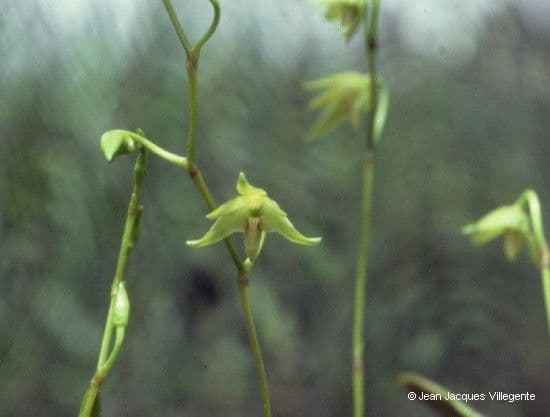 Dendrobium 3
