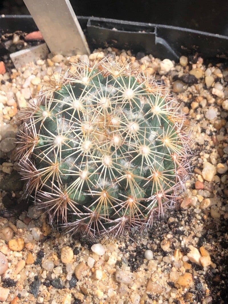 Coryphantha 3