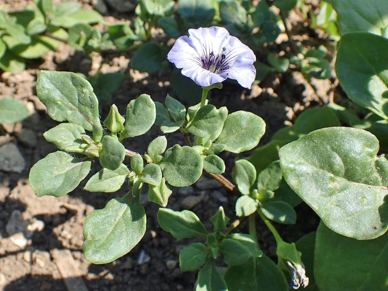Kriechende Nolane 8