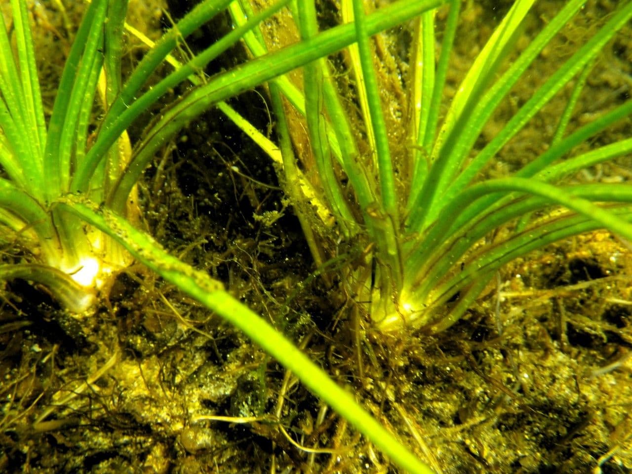 Calamaria a spore spinulose 7