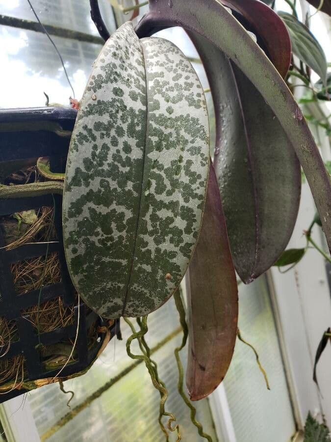 Schiller-Phalaenopsis 5