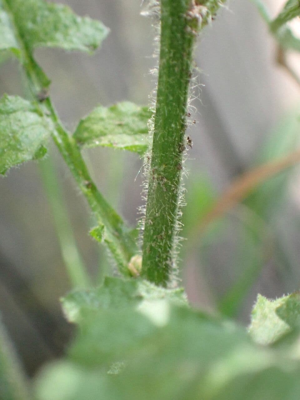 Lapsana 23