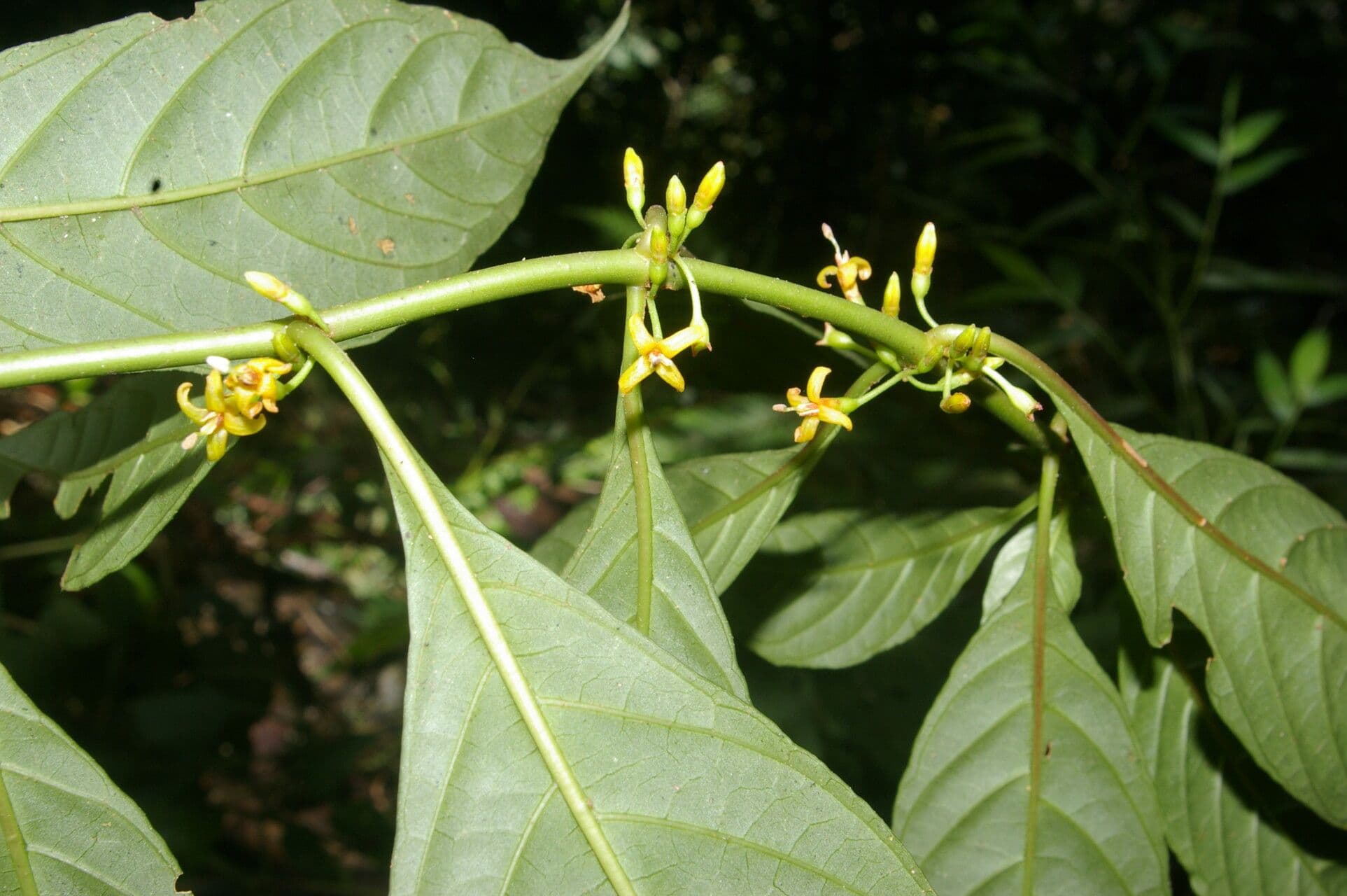Hoffmannia 5