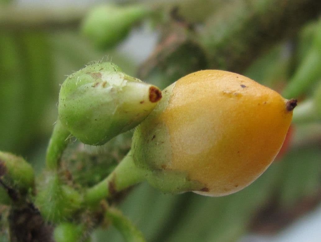 Besleria 4