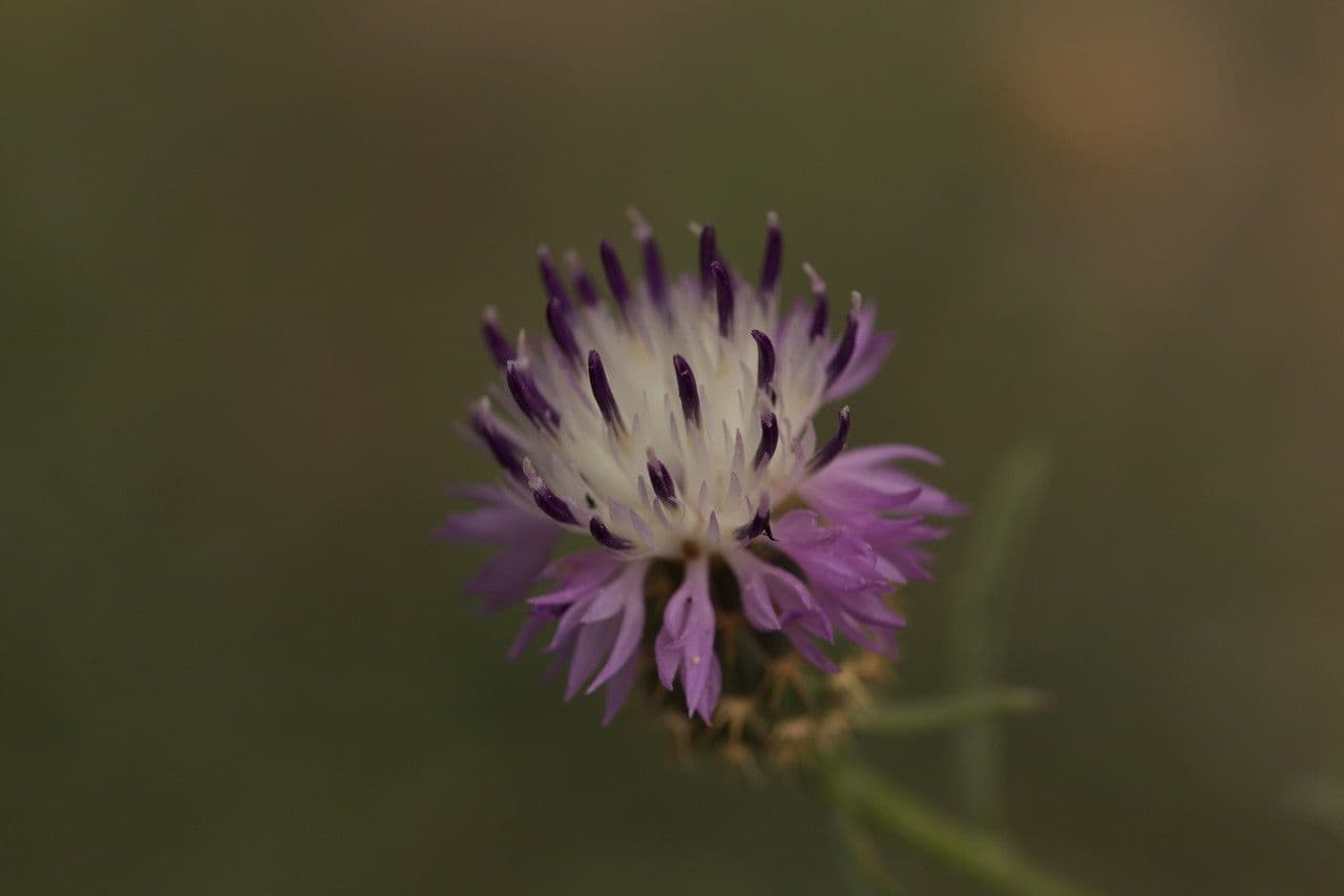 Bracera 6