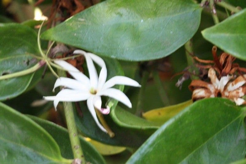 Jasmin 2