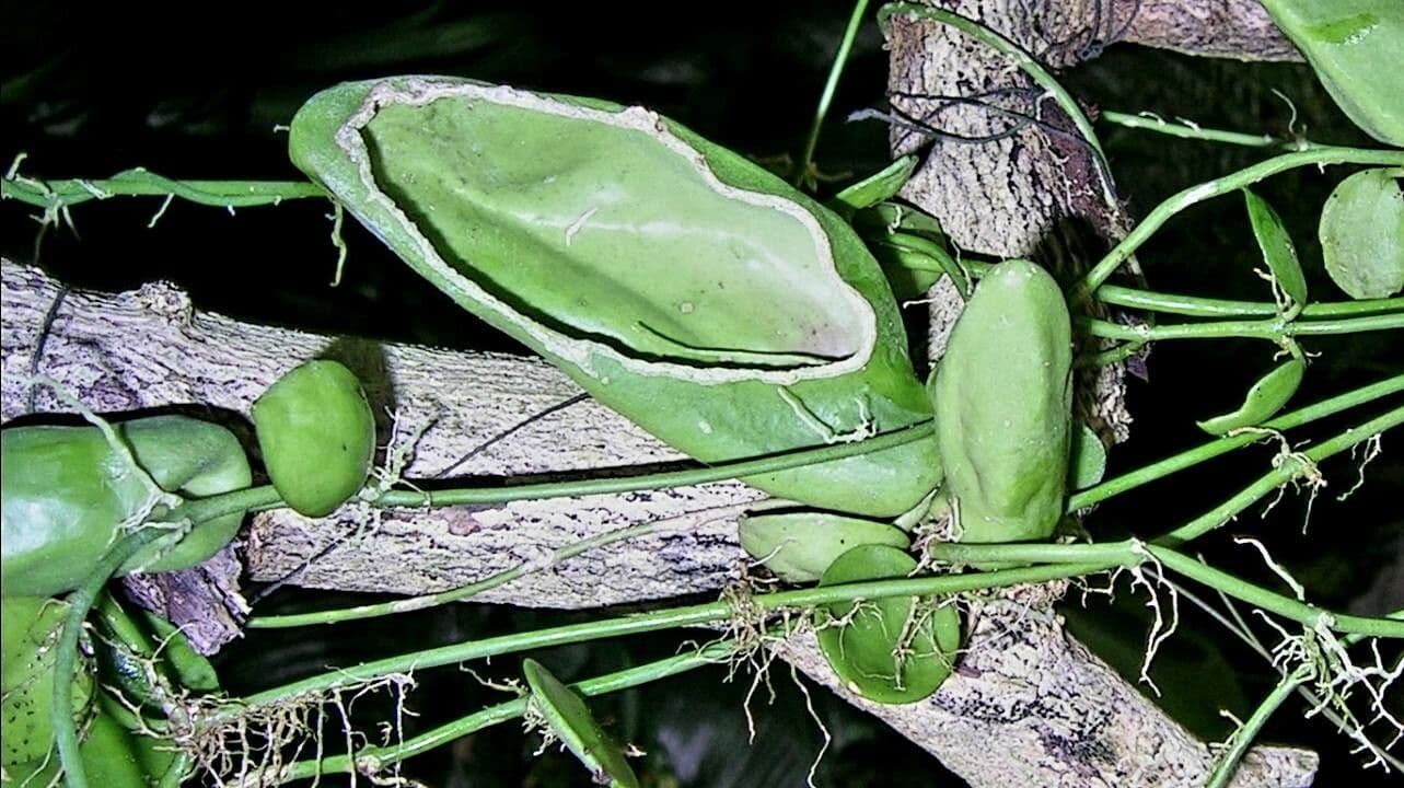 Dischidia 4