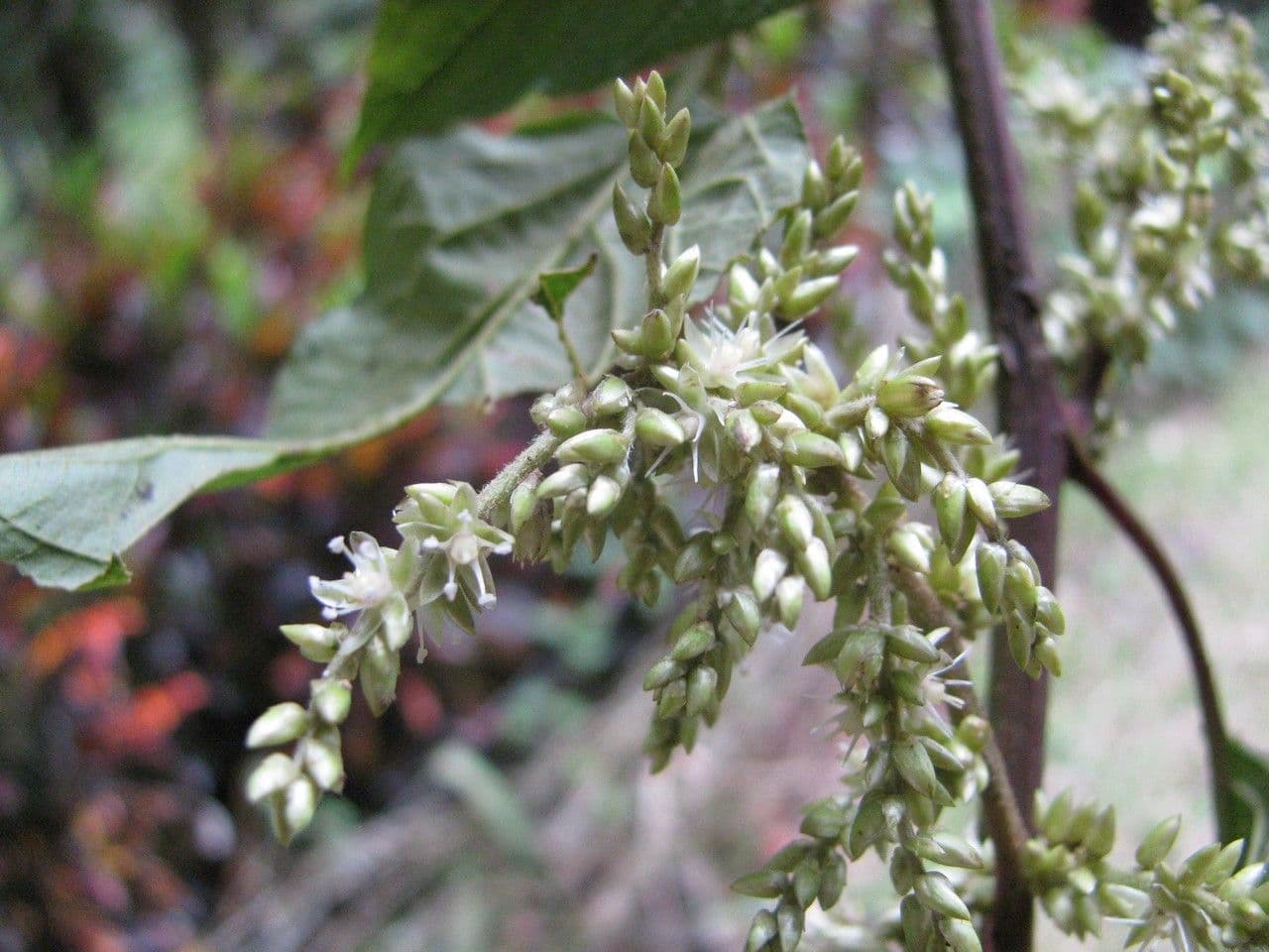 Chamissoa 3