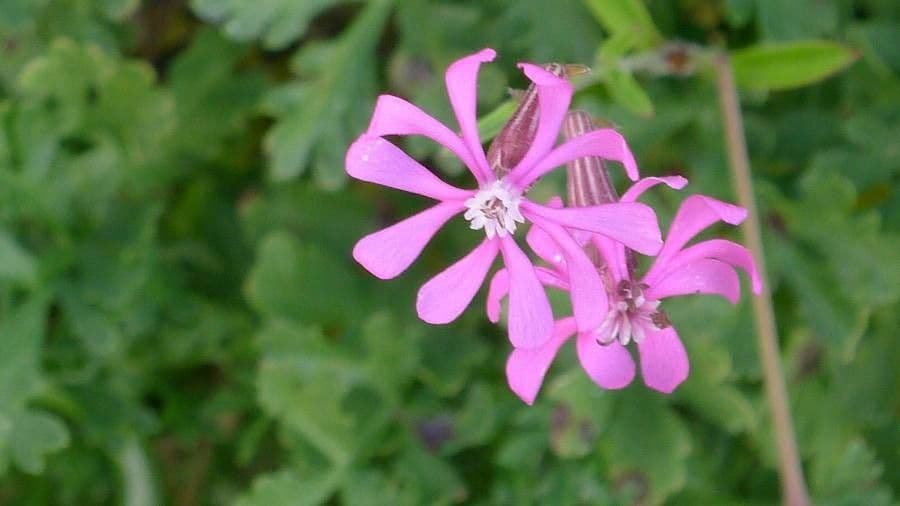 Silene 7