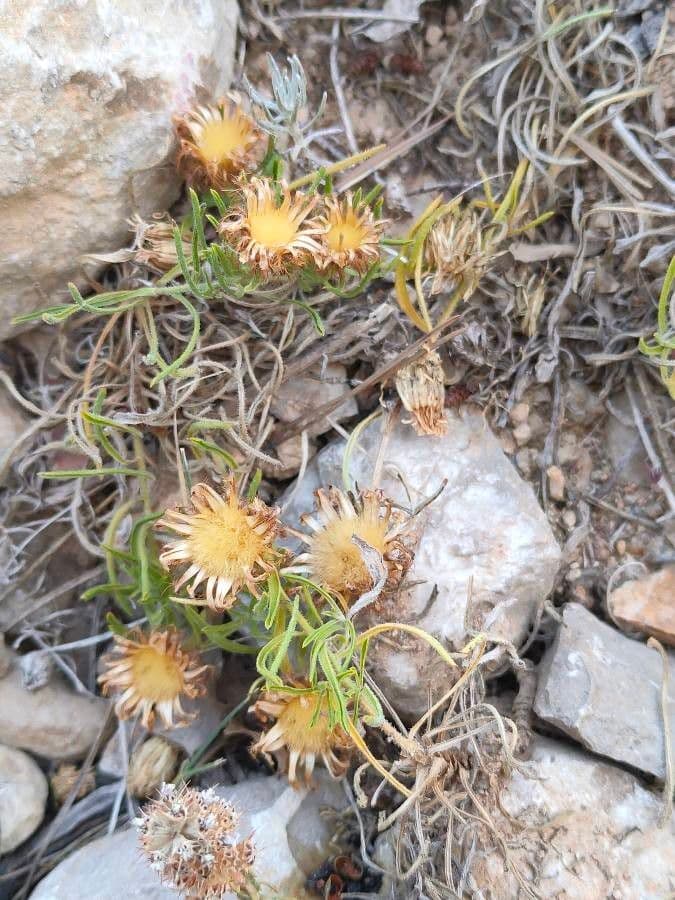 Leinblättrige Flockenblume 8