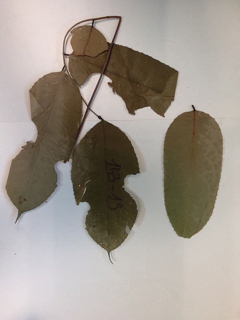 Vatairea 4