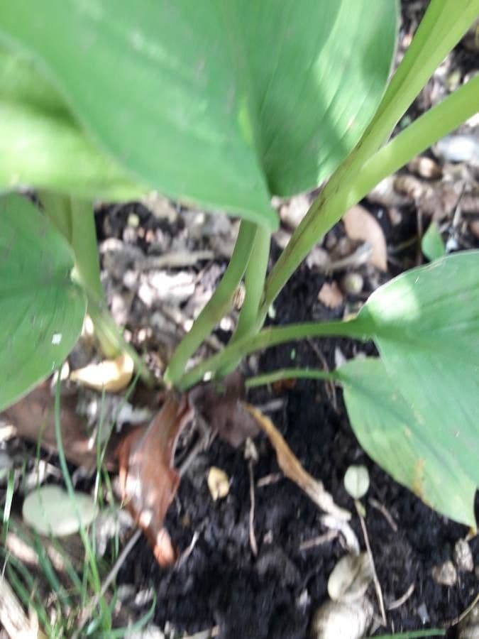 Curcuma 21