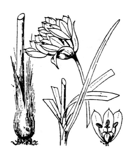 Aglio narciso 24