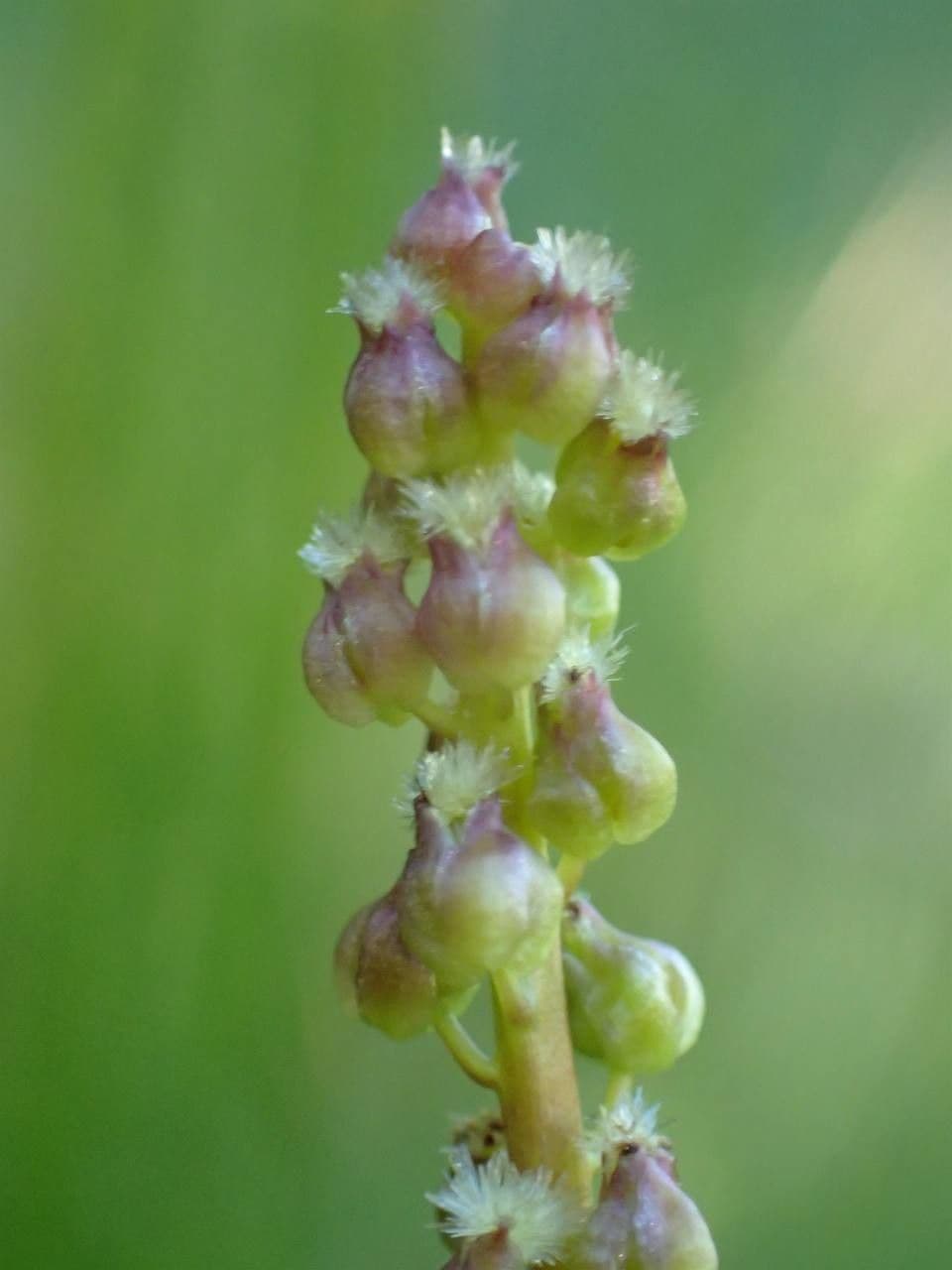 Giuncastrello palustre 3