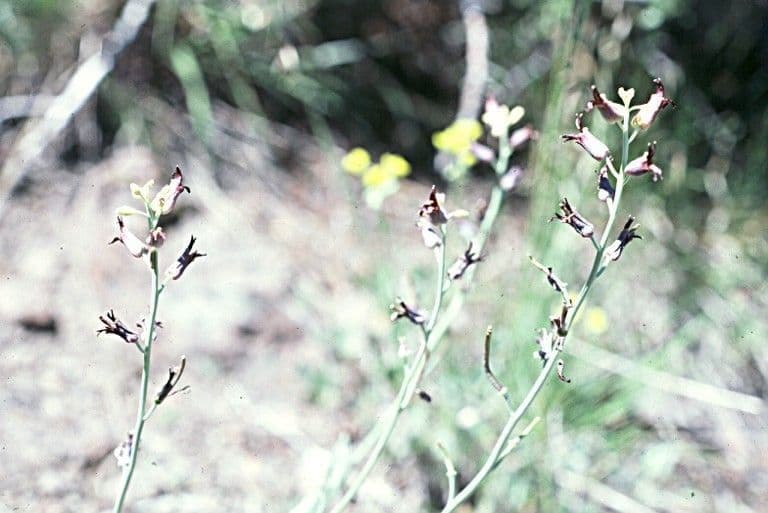 Streptanthus