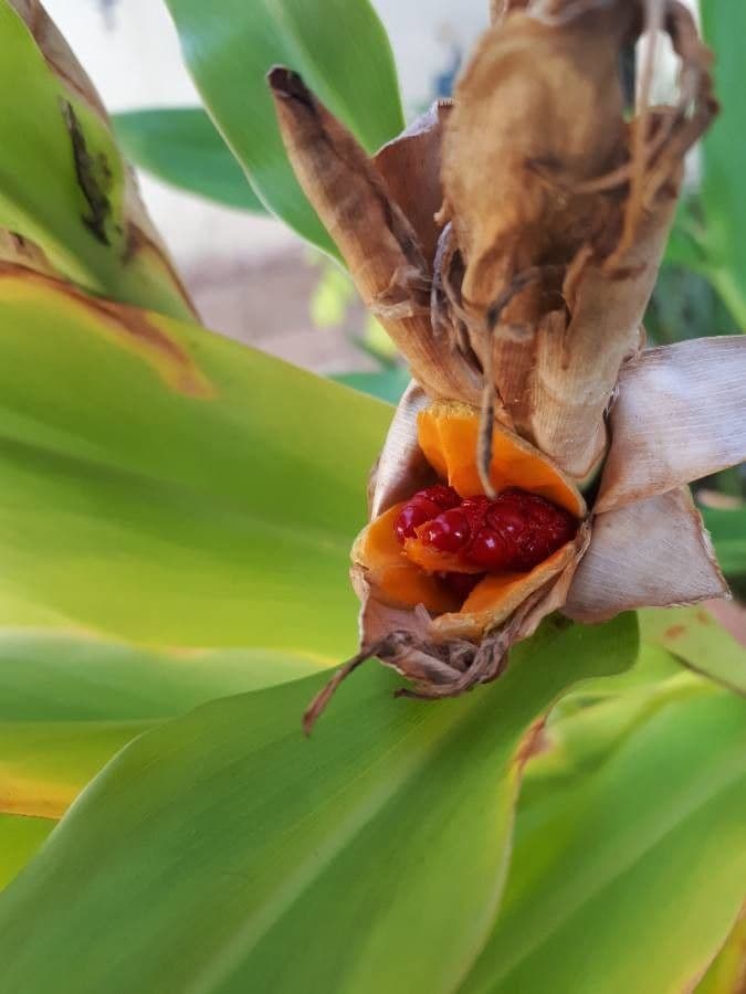 Hedychium coronarium 4