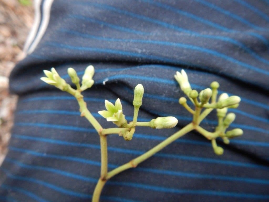 Parsonsia