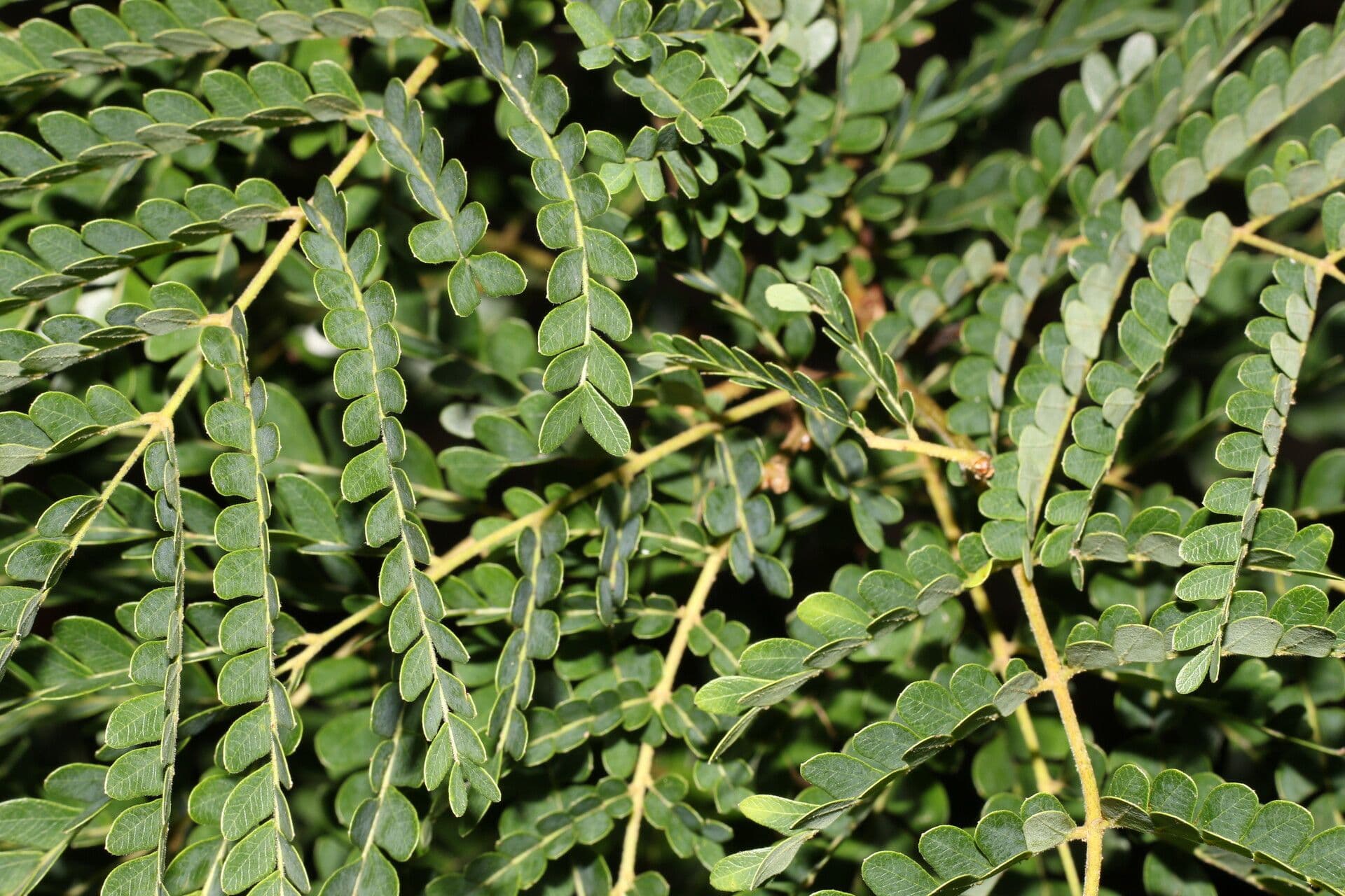 Cenostigma eriostachys 7