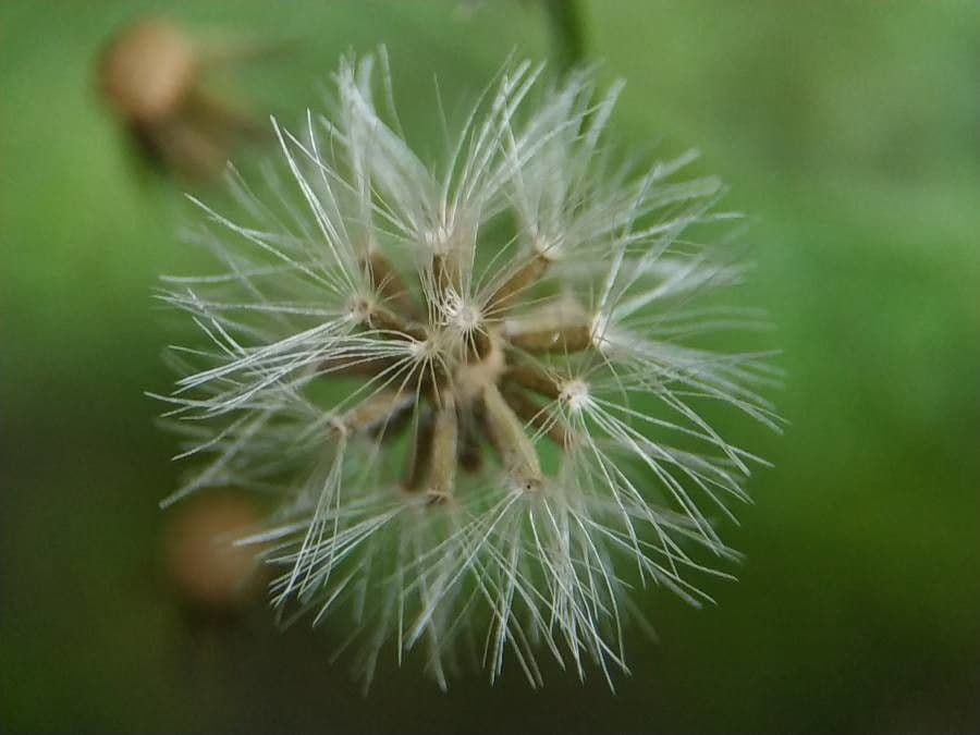 Emilia sonchifolia 2
