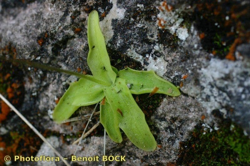 Pinguicula 13