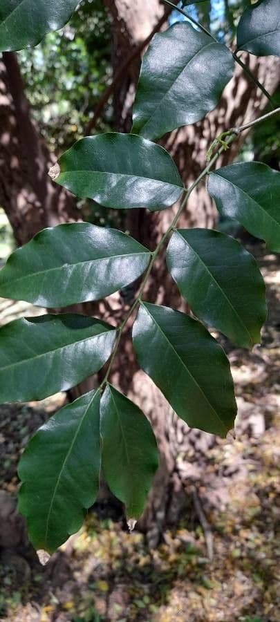 Myrocarpus frondosus 2