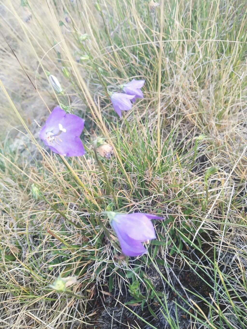 Campanula di Hermini 3