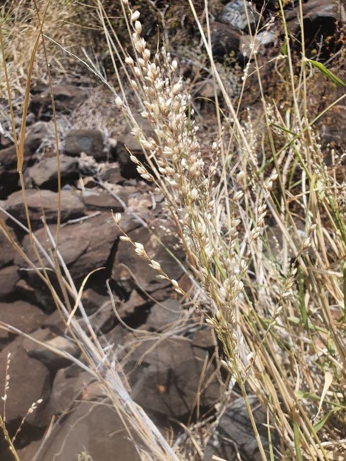 Erba elefante 3
