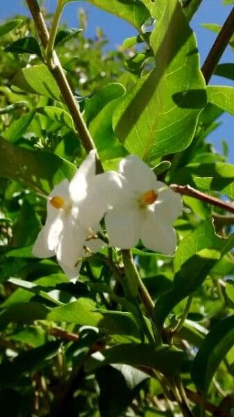 Solanum laxum 8