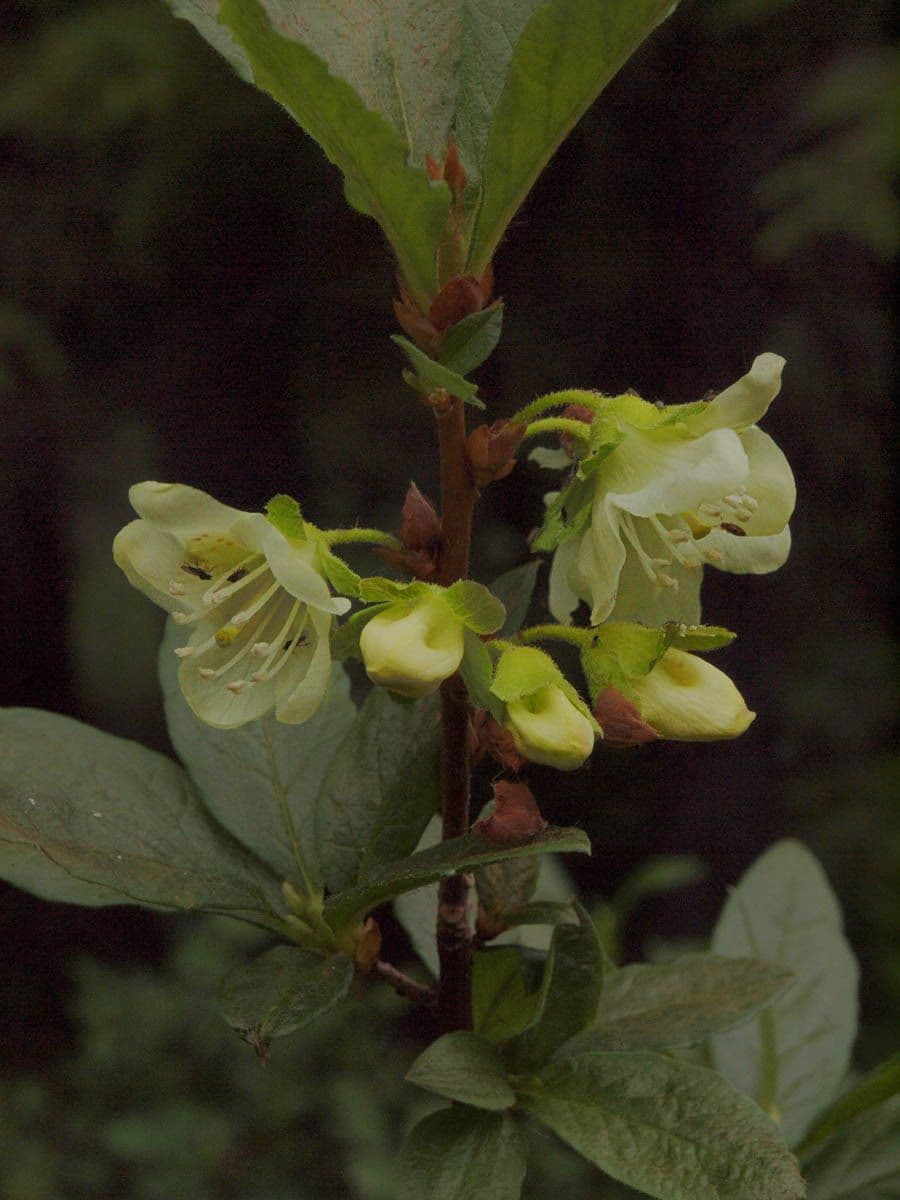 Rododendro albiflorum 4