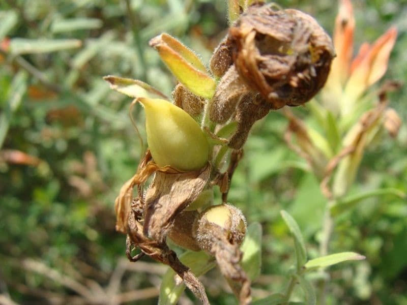 Schlankblütige Malinette