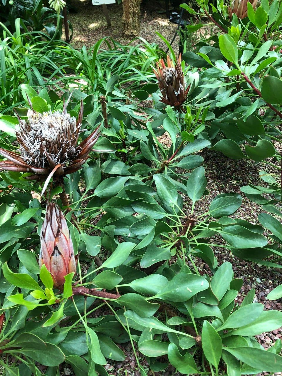 Protea carciofoide