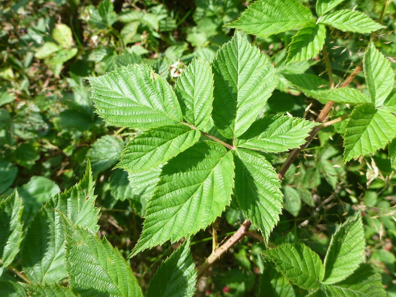 Rote Brombeere 11
