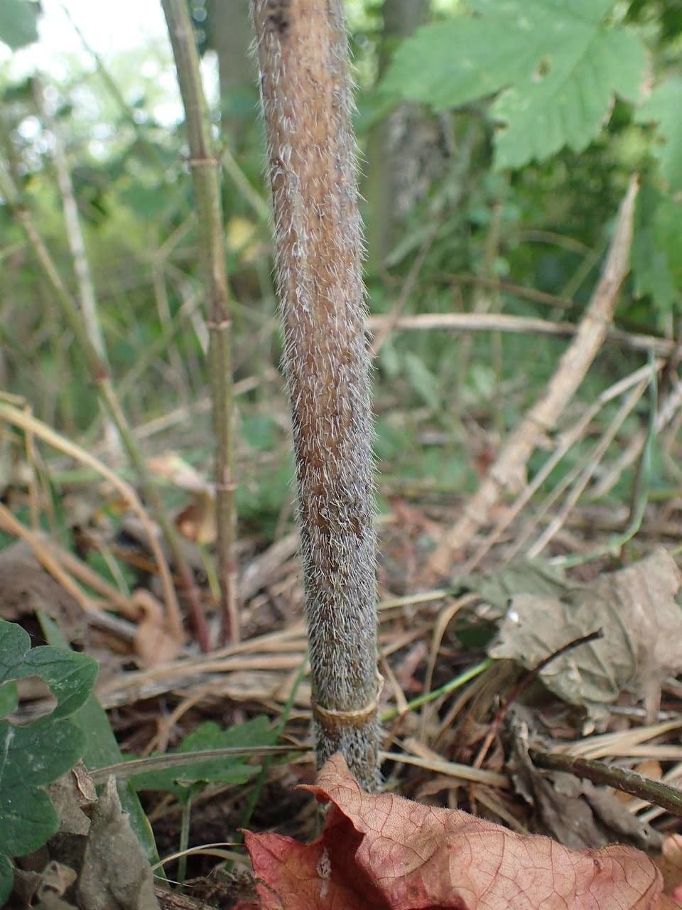 Kerbelrübe 21