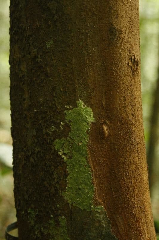 Iryanthera 11