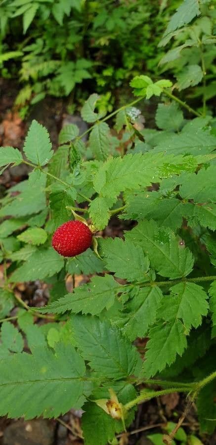 Rovo rosifoglio