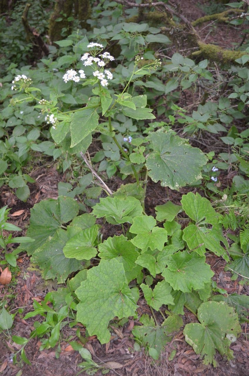 Pericallis 8