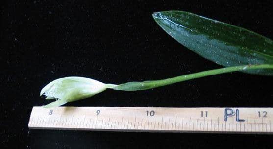 Sobralia 9