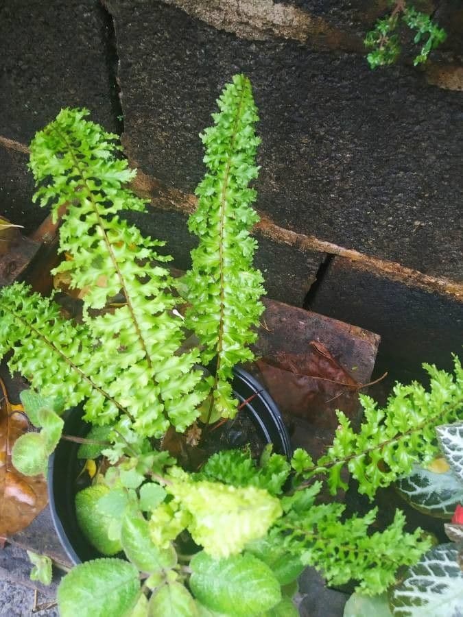 Nephrolepis exaltata 9