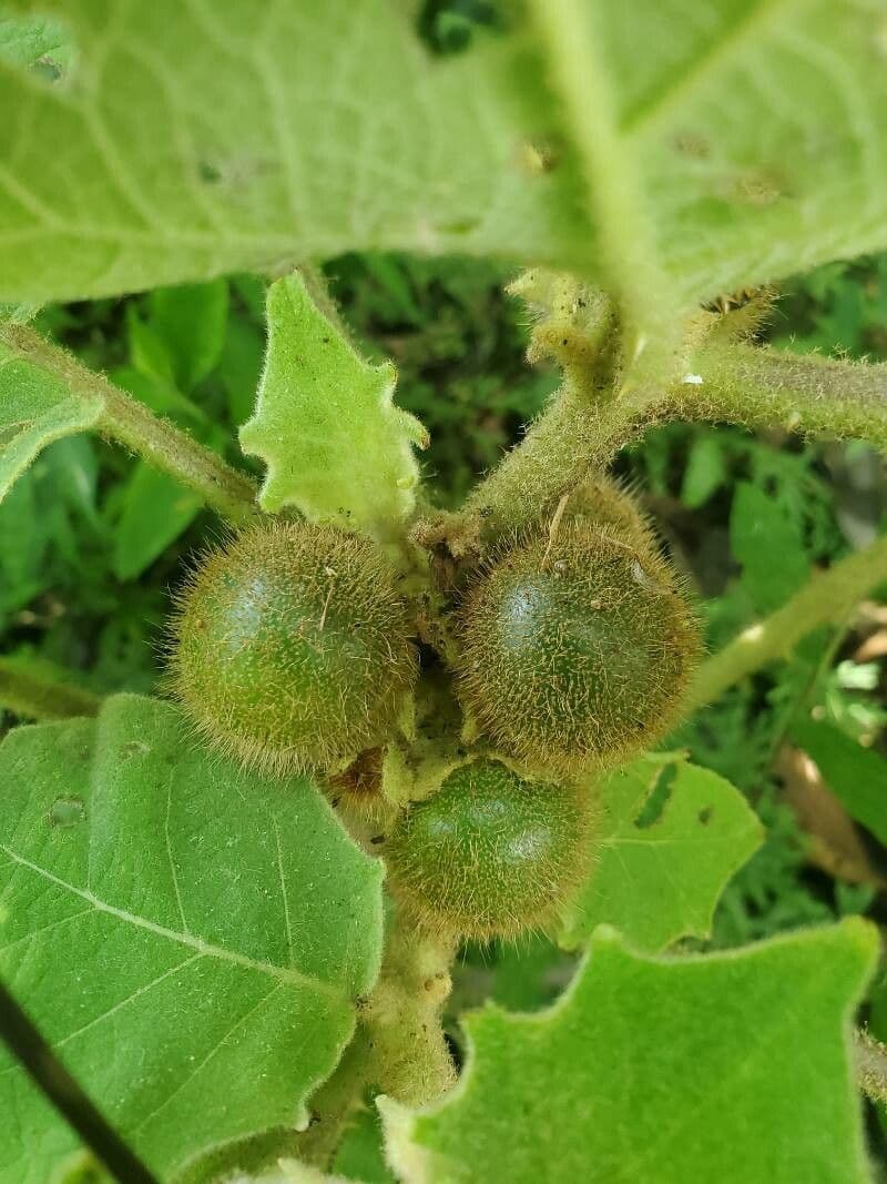 Solano 2
