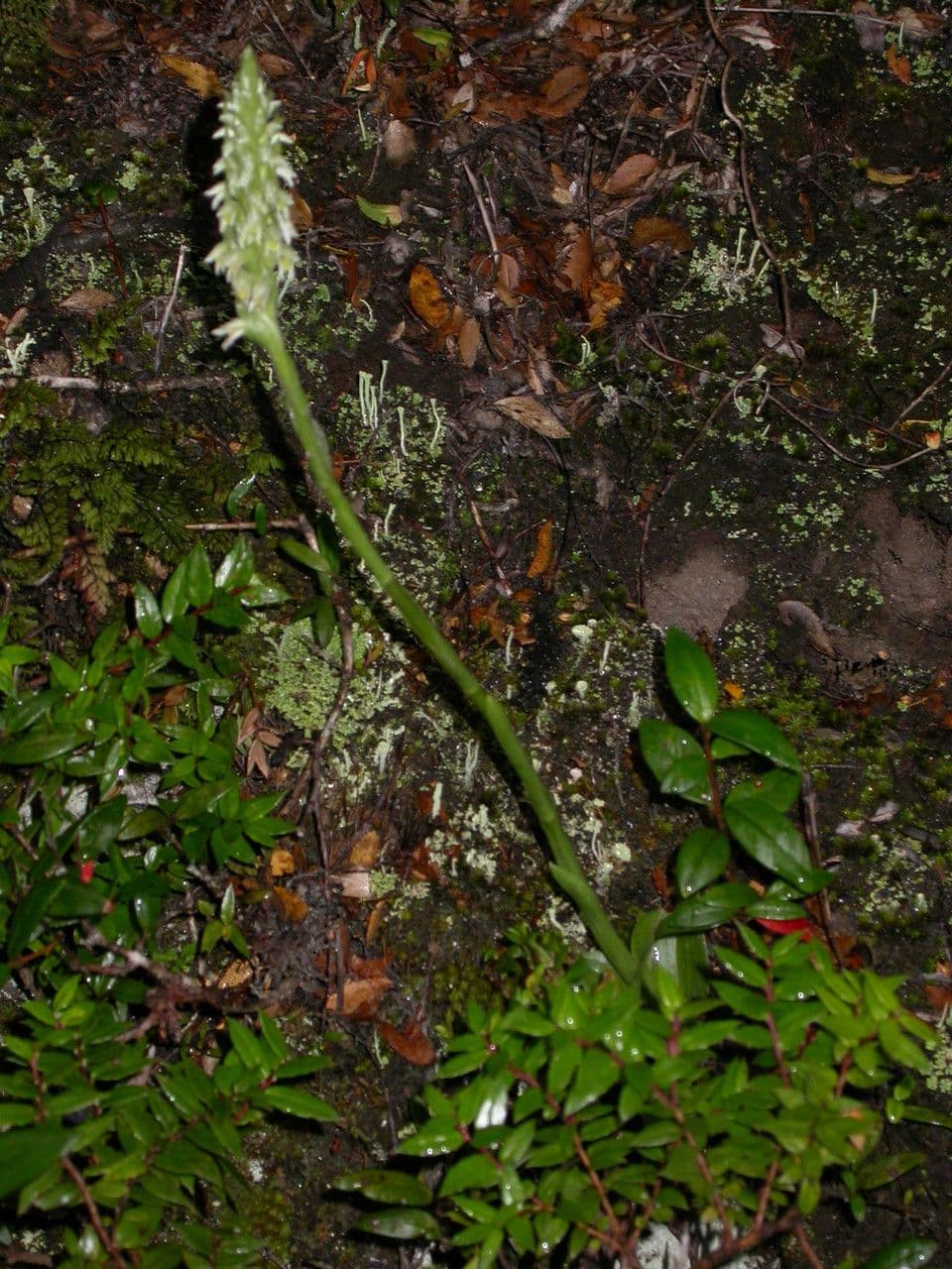 Brachystele 3
