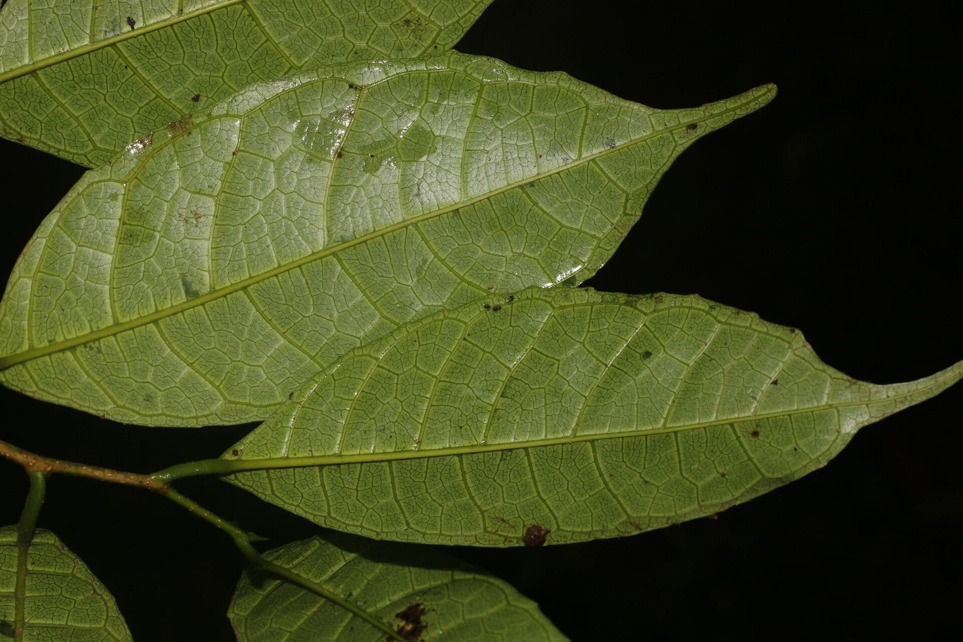 Sorocea trophoides 6
