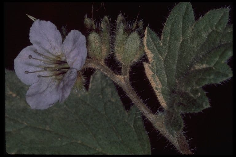 Facelia Bolandera 7