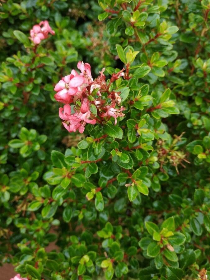 Escallonia 3