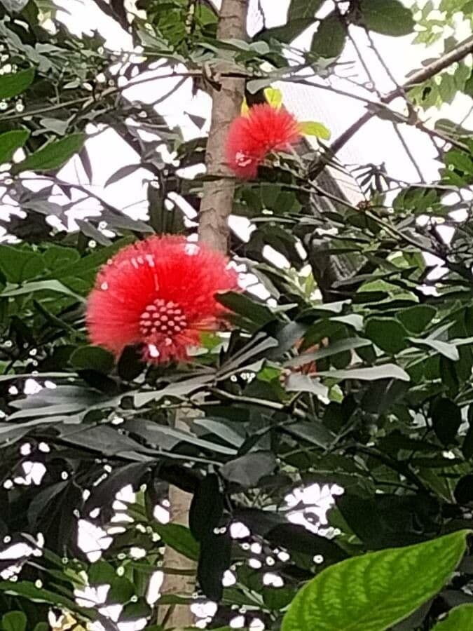 Calliandra dysantha 2