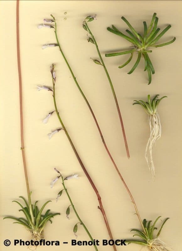 Lobelia acquatica 22