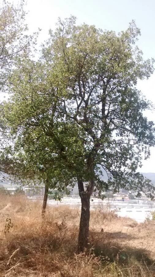 Sughera 15
