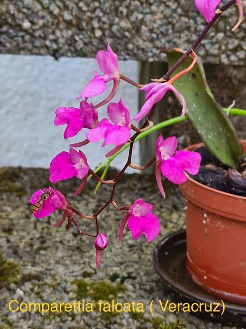 Orquídea caracol 9