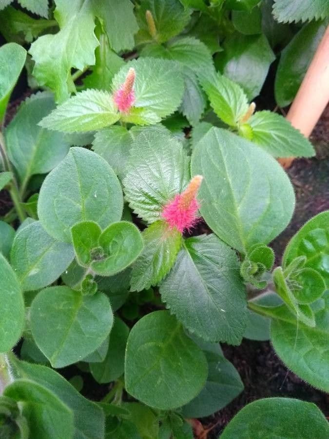 Celosia argentea 30