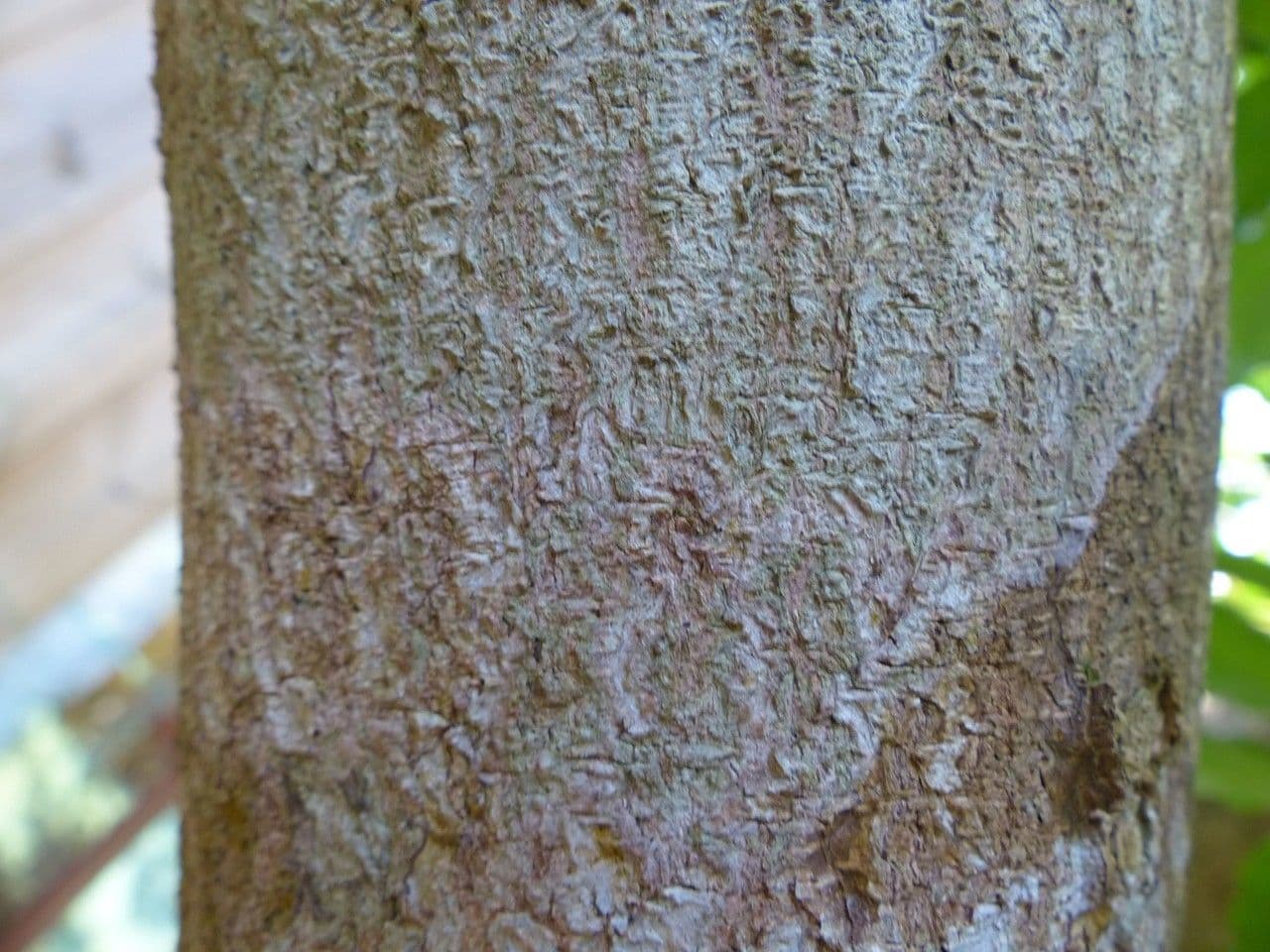 Majidea 19
