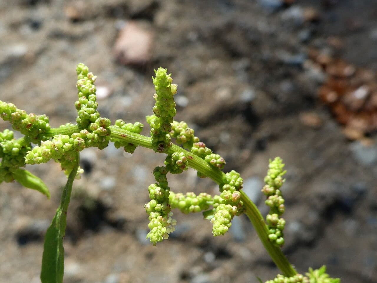 Epazote 8